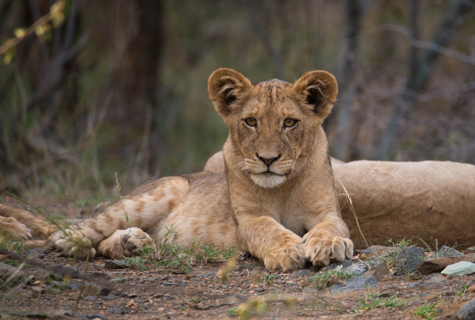 5 Facts About Africa’s Big 5 Animals