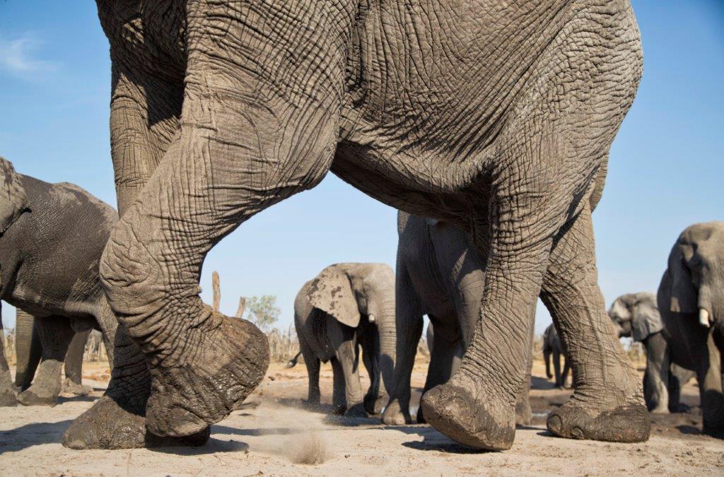 Elephants upon elephants seen from Hyena Pan hide by Martin Harvey