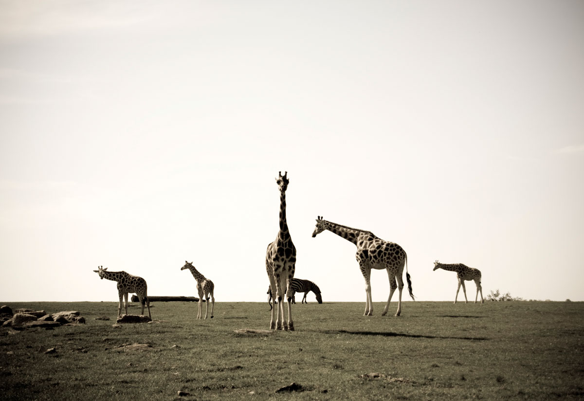 Client Feedback : SA, Vic Falls, Namibia and Masai Mara Kenya Vacation