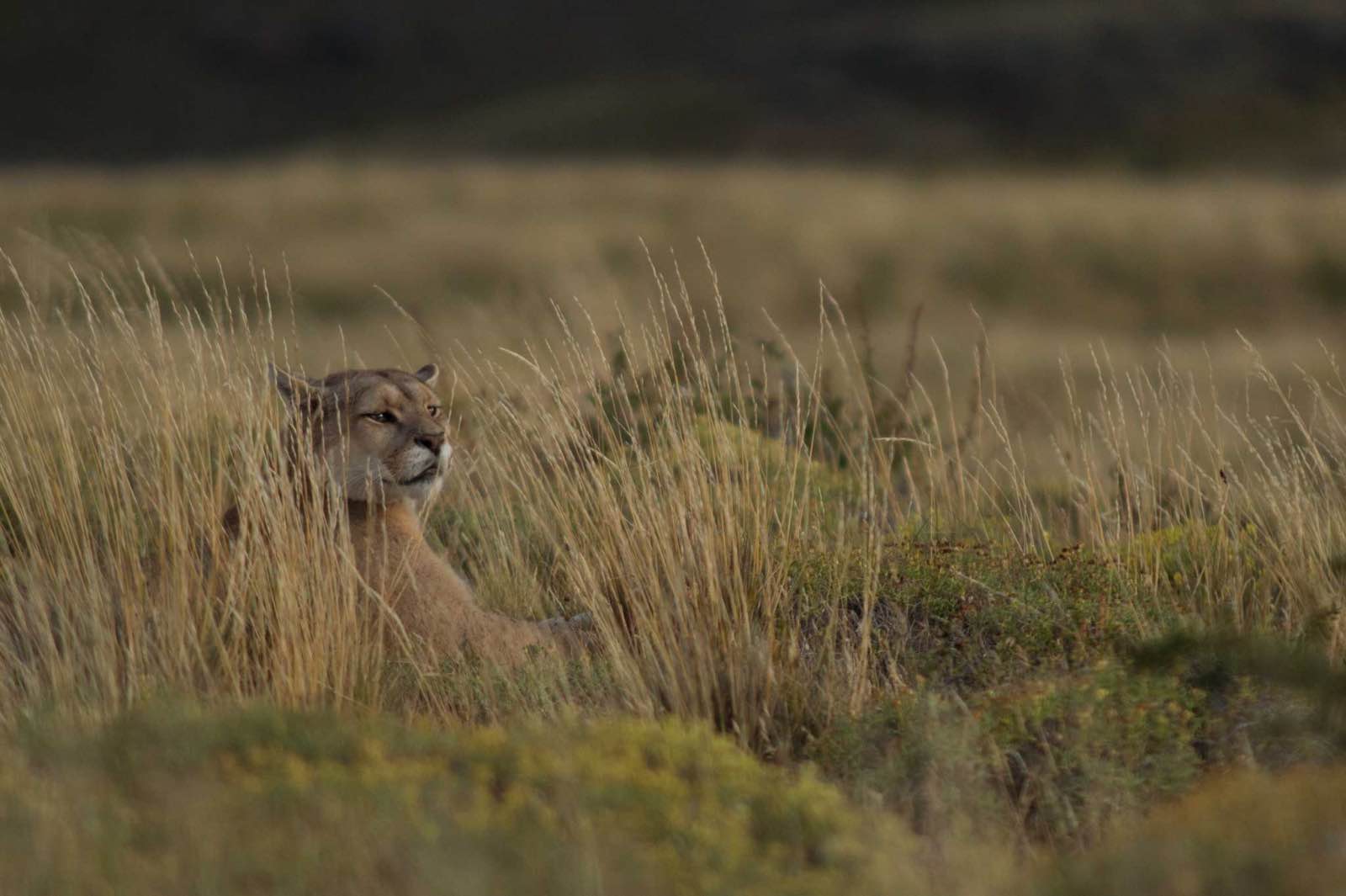 Puma Tracking at Torres del Paine in Patagonia