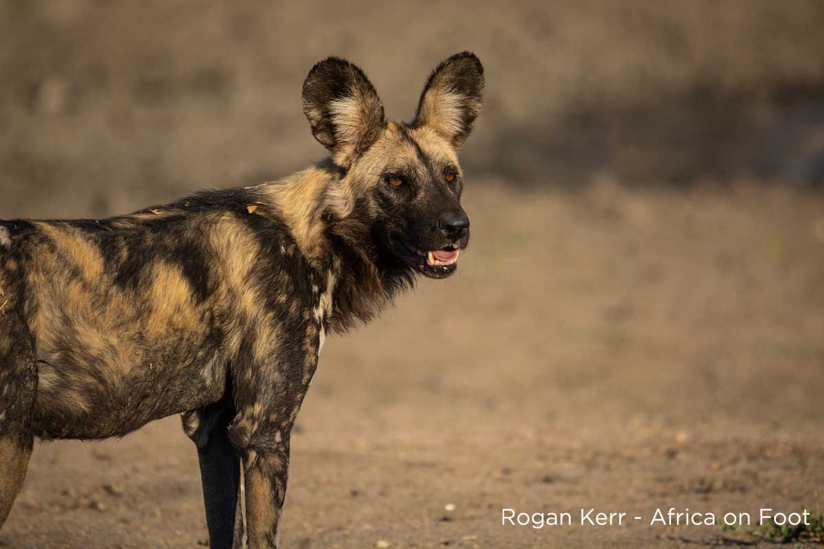 Where the African Wild Dogs Roam