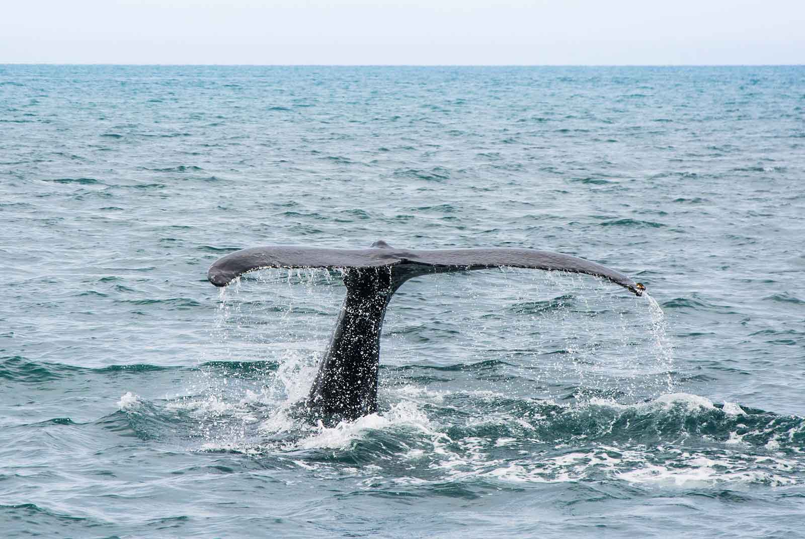 Whale Tail Booty