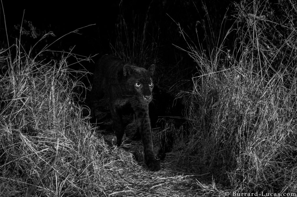 The real Black Panther of Africa spotted in Kenya!