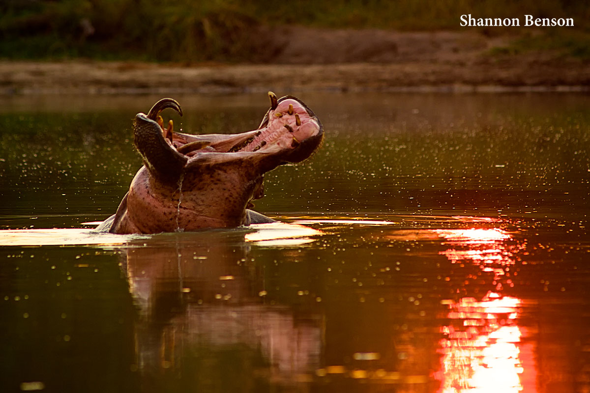 Africa’s Wildlife : 4 Facts About Hefty Hippos