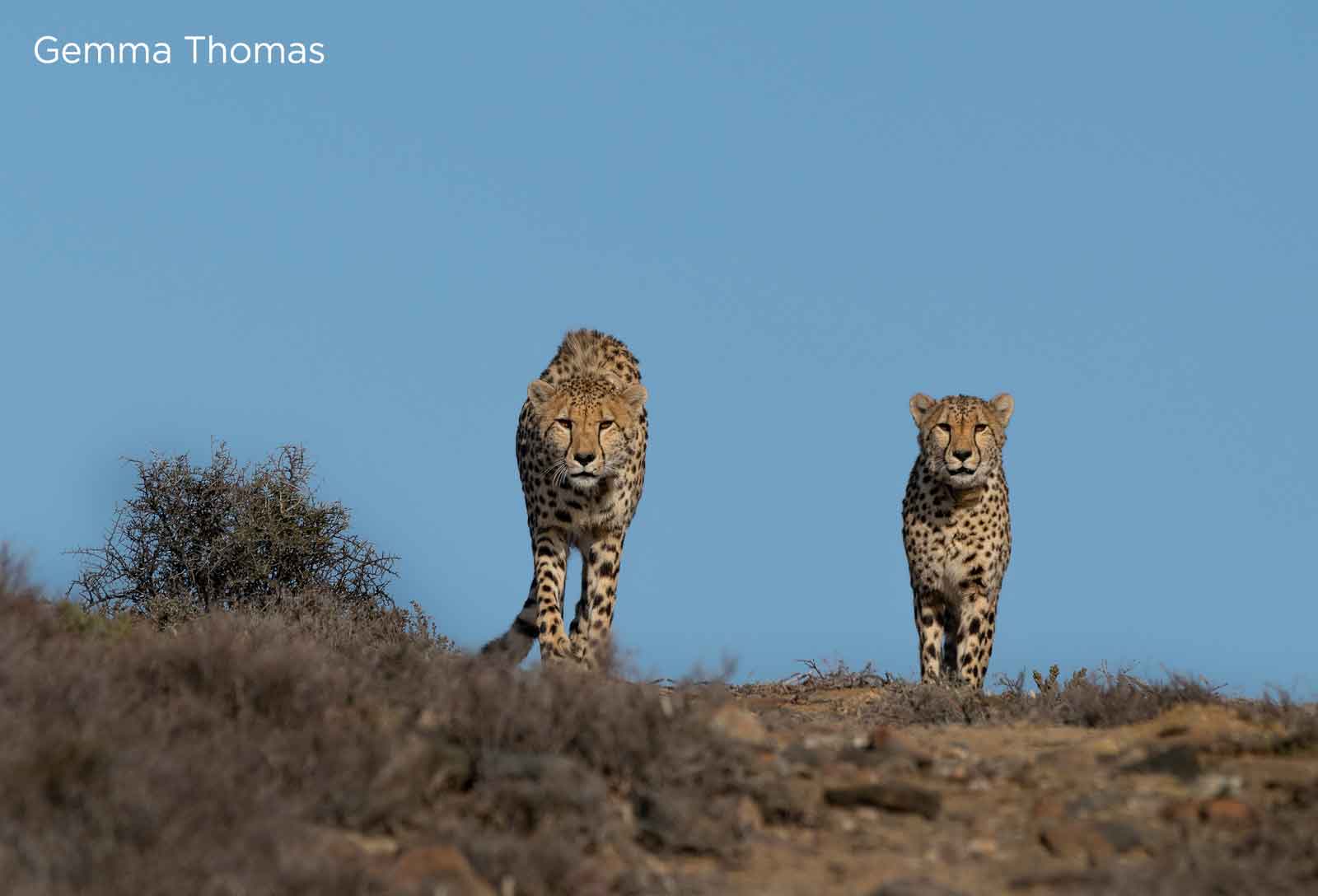 3 Interesting Facts About Cheetahs