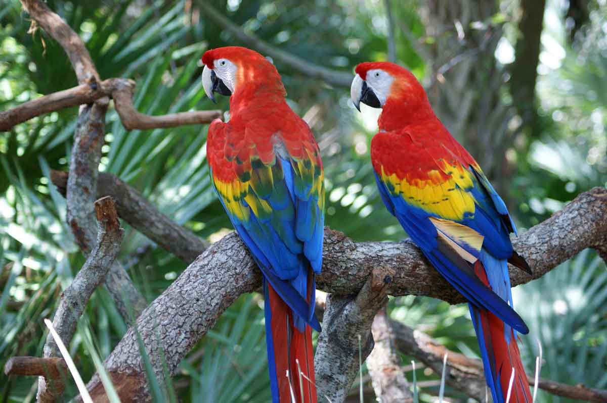Birding in the Pantanal, Brazil : 6 Birds to Spot