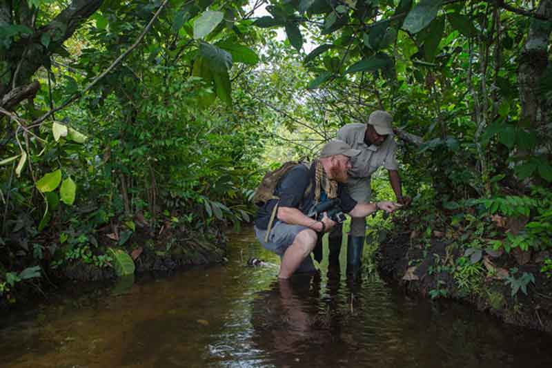 11 Night Guided Conservation Adventure in the Congo Basin