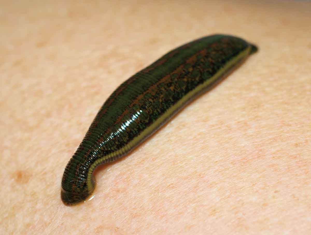 6 Weird and Terrifying Creatures of the Amazon River | Sun Safaris
