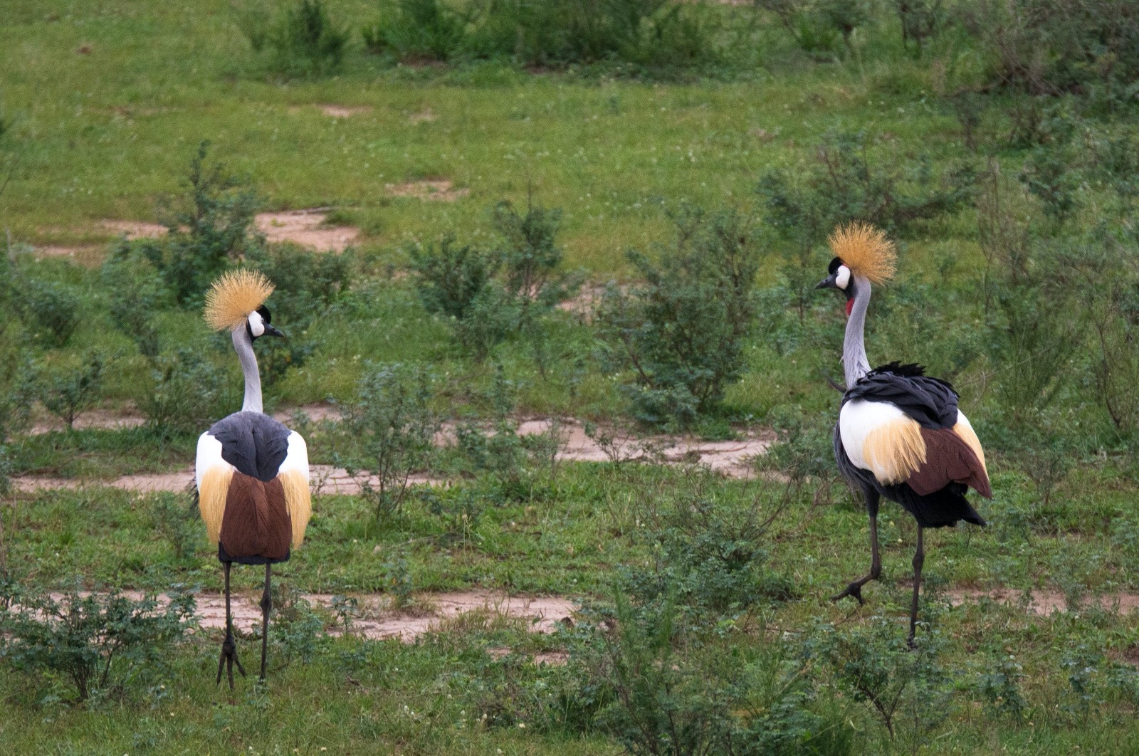 Birding destinations in Uganda & the birds you’ll find there