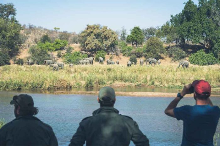 Top 5 Walking Safaris in the Kruger National Park