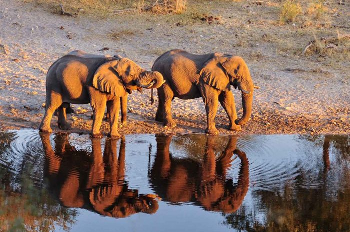 Client Feedback: Family Adventure throughout Botswana