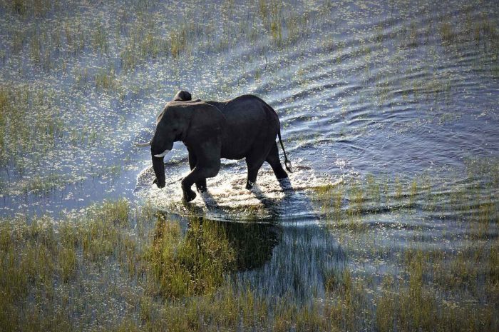 Client Feedback: A Journey Through the Heart of Africa’s Wilderness